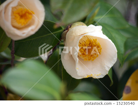 茶花 15230540
