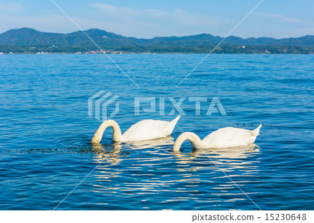Swan Swan 15230648
