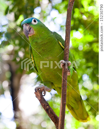 Beautiful colorful parrot Beautiful colorful parrot 15230790