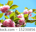 Pink flowers 15230856