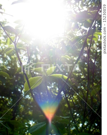 在樹中的彩虹 15230859