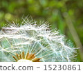 Dandelion 15230861
