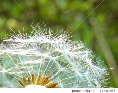 蒲公英 15230861