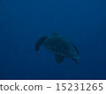 海龜 15231265