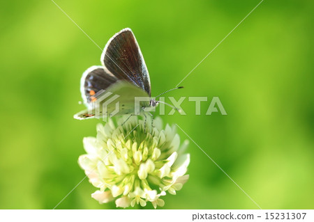 Swallowfish（♀）② 15231307