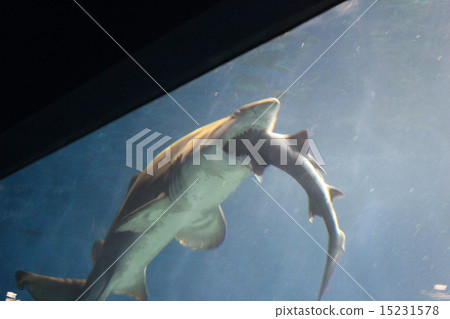 同類相食 15231578