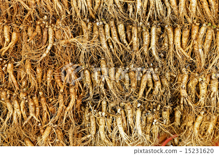 Panax ginseng 15231620