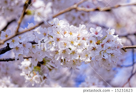 Branches of blooming apple tree Branches of blooming apple tree 15231623