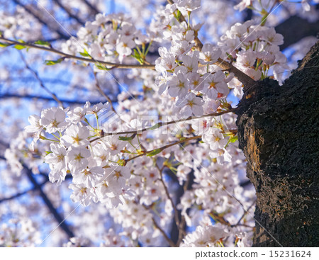Branches of blooming apple tree Branches of blooming apple tree 15231624