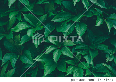 Nature background with green leaves Nature background with green leaves 15231625