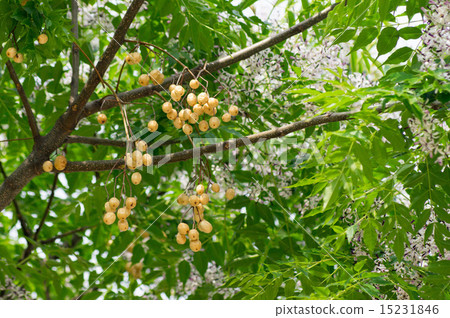 Sendan's fruit 15231846