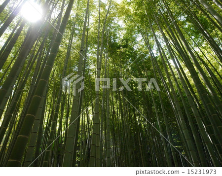 多哥寺4 多哥寺4 15231973