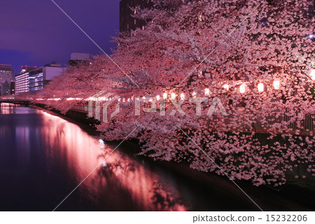 Cherry blossom trees in Monzen-nakadachi 15232206