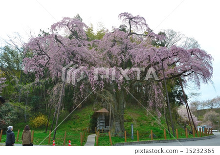 The daughter of cherry blossoms cherry blossom viewer The daughter of cherry blossoms cherry blossom viewer 15232365
