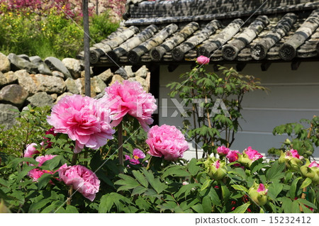 和田寺 和田寺 15232412