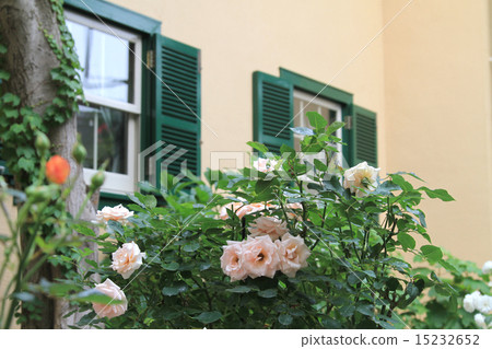 玫瑰和玫瑰 玫瑰和玫瑰 15232652