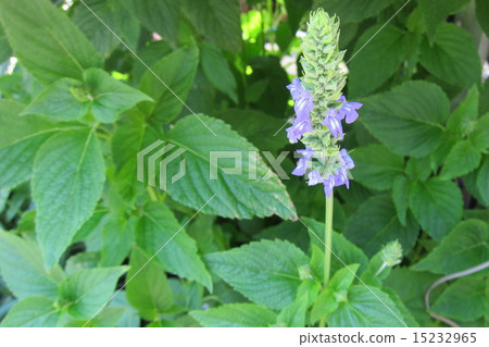 Salvia·Hispanica（正大種子） 15232965
