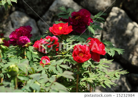 Hotanji Temple 15232984