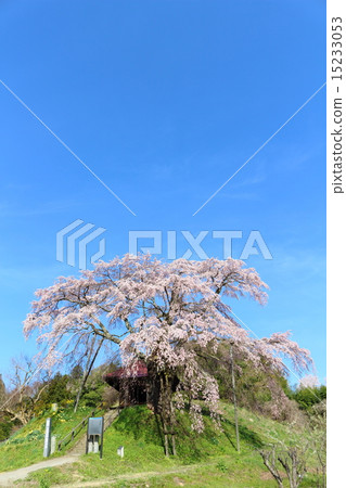 櫻花在上層石頭不可移動 櫻花在上層石頭不可移動 15233053