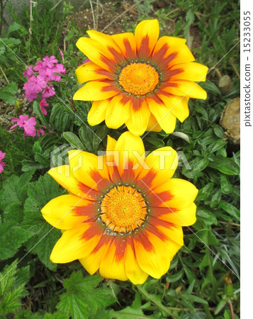 雜色菊花 雜色菊花 15233055