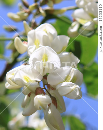 Flower of falseacacia 15233110