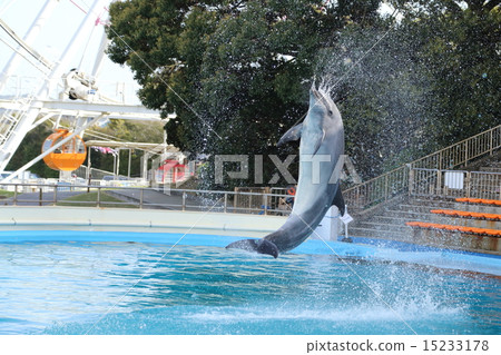 Dolphin Show 15233178