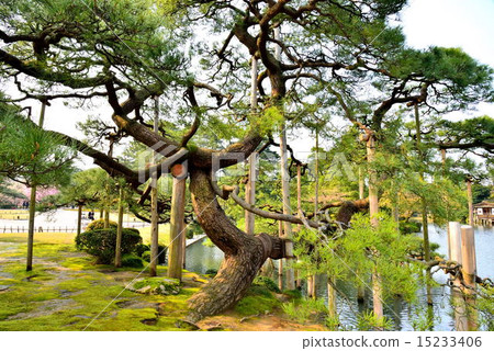 春天Kenrokuen 15233406