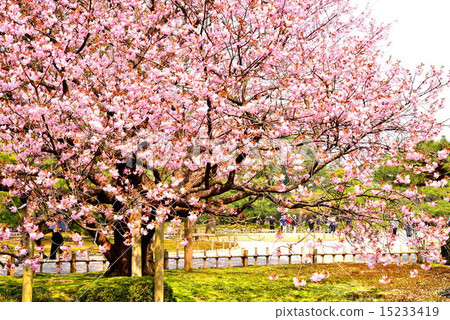 Spring Kenrokuen 15233419