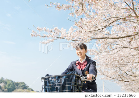 櫻花和藍天和學生 櫻花和藍天和學生 15233666