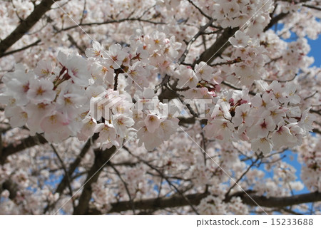 櫻桃樹 15233688