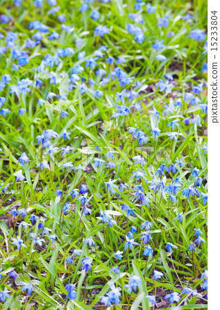 Scilla sibirica. Bright blue spring flowers 15233804