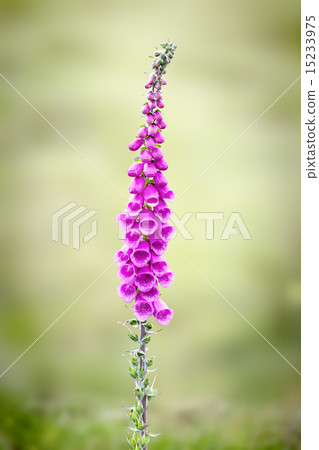 foxglove 15233975