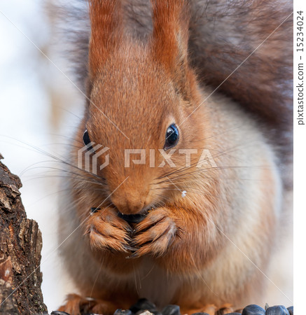 Eurasian red squirrel gnaws sunflower seeds 15234024