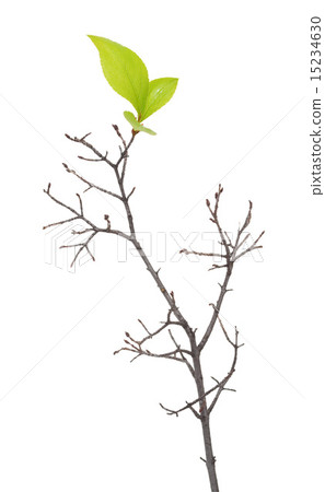 Dry branch with leaf buds Dry branch with leaf buds 15234630