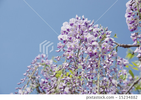 Wisteria 15234882