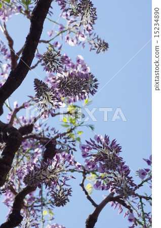 Wisteria 15234890