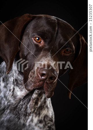 german shorthaired pointer 15235307