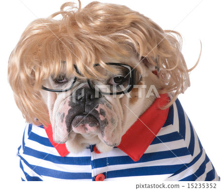 dog wearing clothing dog wearing clothing 15235352