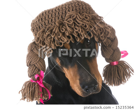 female dog female dog 15235364