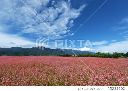 紅色蕎麥領域 15235602