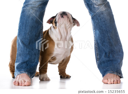 woman and her dog 15235655