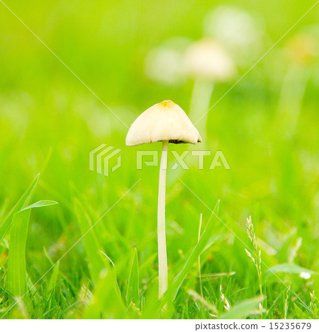 mushroom mushroom 15235679