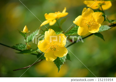 Yamaboki花 15235954