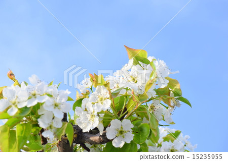Pear flowers 15235955