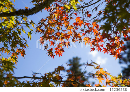 宮島Konoiya公園 15236288