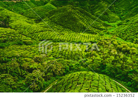 Tea plantation  15236352