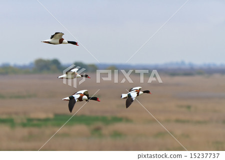 Common Shelduck Tadorna tadorna 15237737