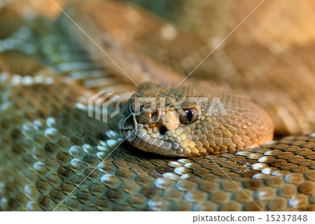 Red diamond rattlesnake 15237848