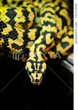 Jungle carpet python Jungle carpet python 15237849