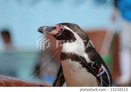 Humboldt Penguin Humboldt Penguin 15238513